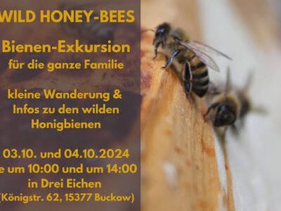 Exkursion zu den wilden Honigbienen am 03.10. und 04.10. jeweils um 10:00 und um 14:00