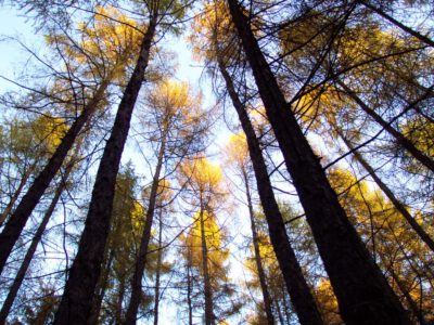 Zu den höchsten Bäumen Brandenburgs am 12. Oktober von 9:00 – 12:00 Uhr